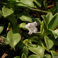 Hydrophylax maritima L.f.